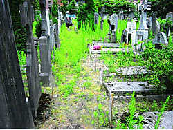 onkruid-begraafplaats